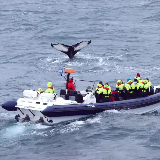 Walvissen spotten: RIB Experience vanuit Reykjavik