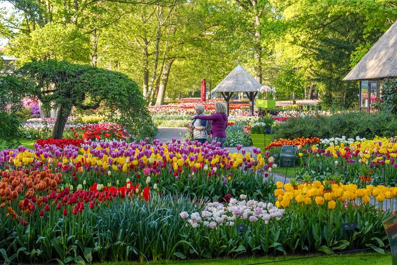 Alle Informatie Over Keukenhof 2025 Toegangskaarten Keukenhof   Tickets Keukenhof Parkeren Kosten Openingstijden Agenda Fietsverhuur Scooterverhuur Lisse Tulpen Toegangskaarten Bollenstreek Havefunevents Tulpenbollen Tulpentuin 