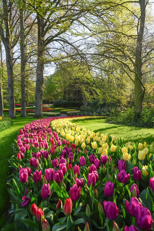 Alle Informatie Over Keukenhof 2025 | Toegangskaarten Keukenhof