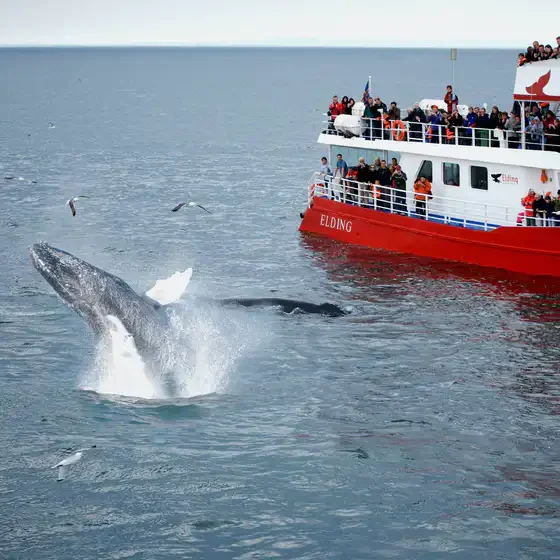 Walvissen spotten vanaf Reykjavik